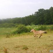 Fjordhest Tumle [Tidl. part]