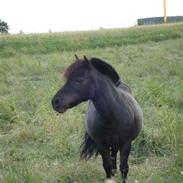 Shetlænder Mille *Mics'*