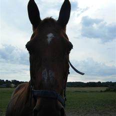 Anden særlig race Karego (Død) <3