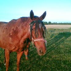 Anden særlig race Karego (Død) <3