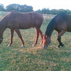 Anden særlig race Karego (Død) <3