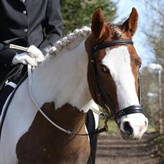 Anden særlig race Sunflower - B-PONY