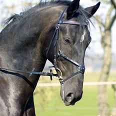 Dansk Varmblod Cæsar