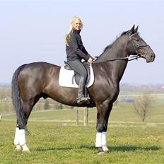 Dansk Varmblod Cæsar