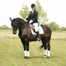 Dansk Varmblod Team Worlds Virginia *SOLGT*