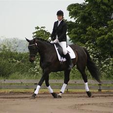 Dansk Varmblod Team Worlds Virginia *SOLGT*