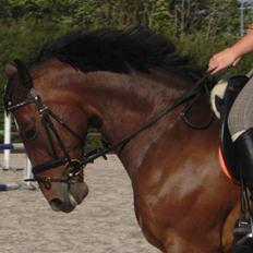 Dansk Varmblod Fairy tale SOLGT :(