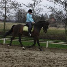 Dansk Varmblod Fairy tale SOLGT :(