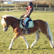 Haflinger Madsinie Stardust