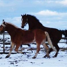 Haflinger Madsinie Stardust