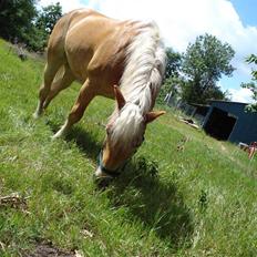 Haflinger Madsinie Stardust