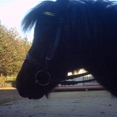 Shetlænder Speedy