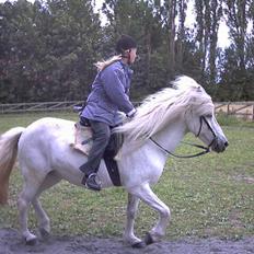 Islænder Kometa fra kyllingborg