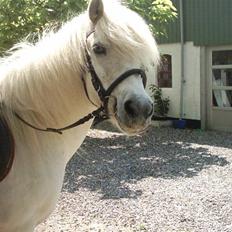 Islænder Kometa fra kyllingborg