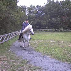 Islænder Kometa fra kyllingborg