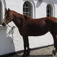 New Forest Christiansejes Coke