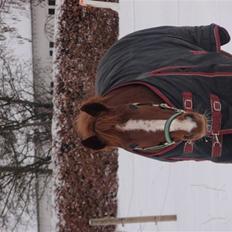 New Forest Christiansejes Coke