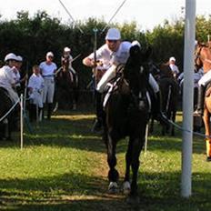 Anden særlig race black