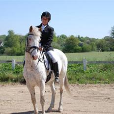 Knabstrupper La' Bravo - *Solgt*