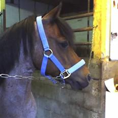 Welsh Mountain (sec A) Mr. Jones 