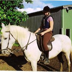 Shagya Araber (SH) Tamara *Part*