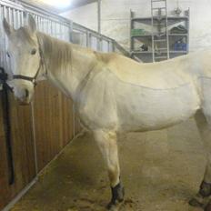 Shagya Araber (SH) Tamara *Part*