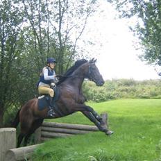 Fuldblod (XX) Masterkova XX