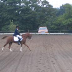 Hollandsk Sportspony Karaat