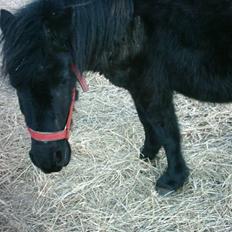 Shetlænder Flicka *solgt