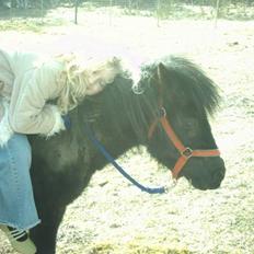 Shetlænder Flicka *solgt