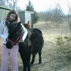 Shetlænder Flicka *solgt