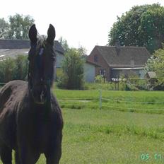 Dansk Varmblod wajes nevada SOLGT 