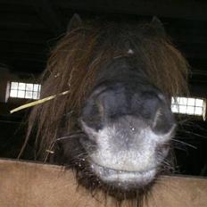 Shetlænder Søndergårds Fie II