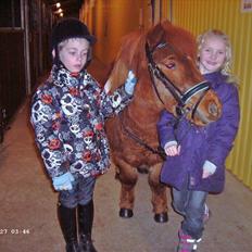 Shetlænder Hugo (ferrai)