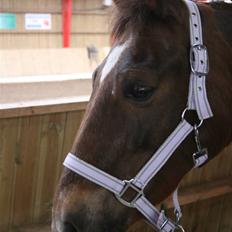 Anden særlig race Dominic