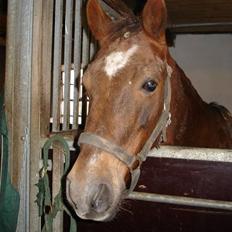 Anden særlig race Dominic