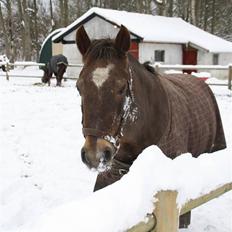 Anden særlig race Dominic