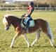 Haflinger Madsinie Stardust