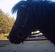 Shetlænder Speedy