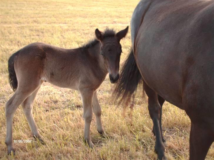 Islænder Tritla fra Lindebjerg - lige vågnet  billede 4