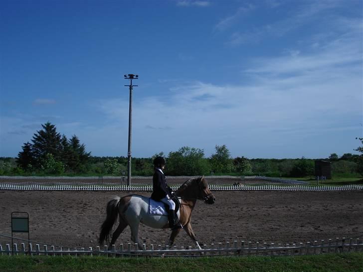 Anden særlig race Safir(Du er i mit hjert  billede 17