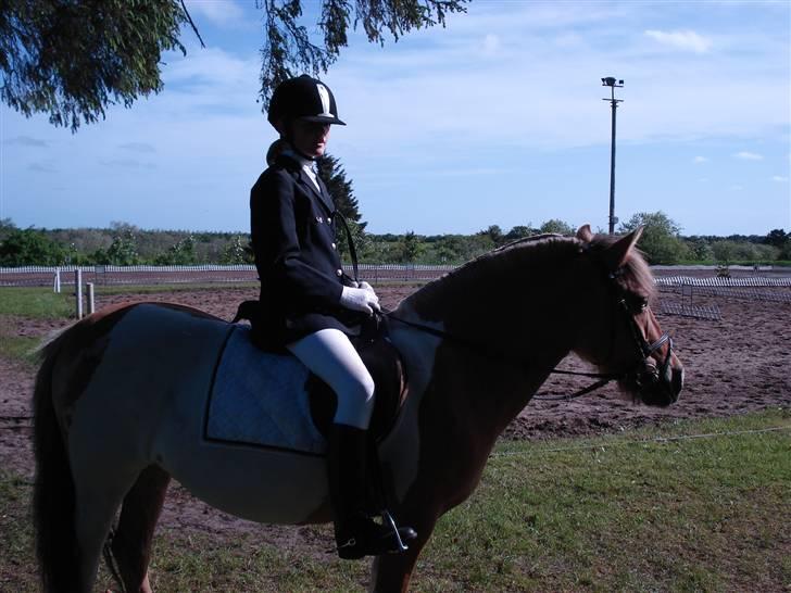 Anden særlig race Safir(Du er i mit hjert  billede 18