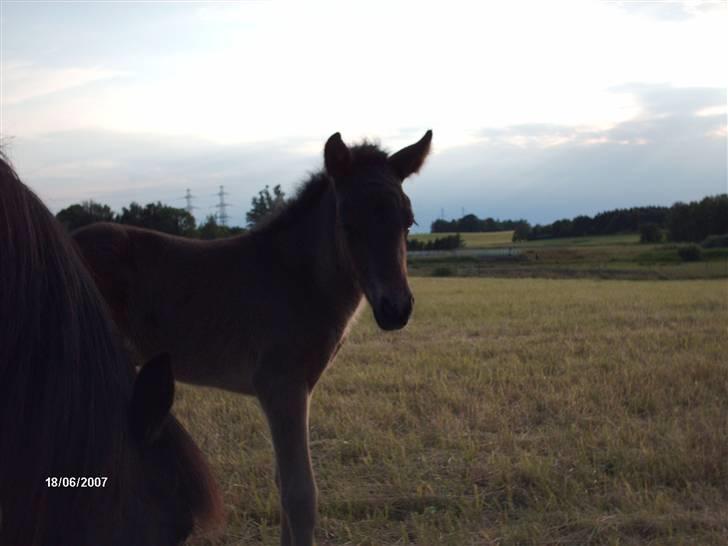 Islænder Tritla fra Lindebjerg - Tritla <3 billede 5