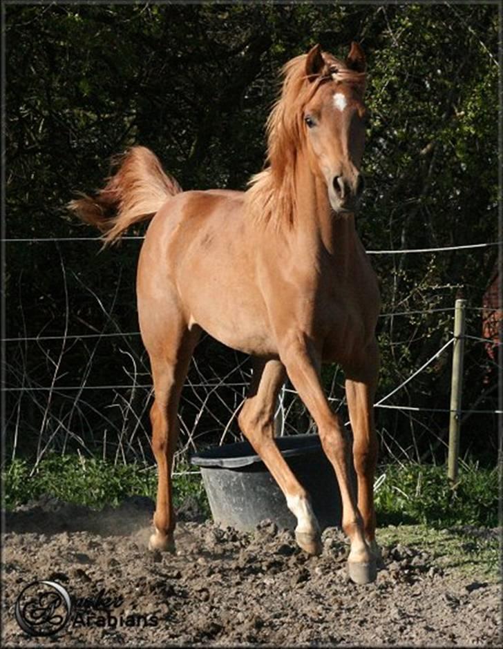 Arabisk fuldblod (OX) Al Lateefah - SOLGT billede 7