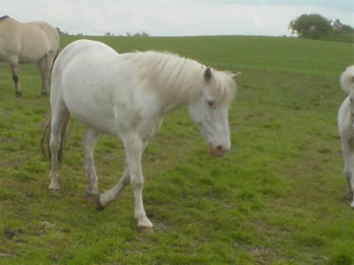 Knabstrupper Tulle - åh nej hun har nok opdaget at jeg ikke har nogen grime på jeg skynder mig lige væk igen:) billede 1