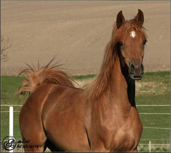 Arabisk fuldblod (OX) Al Lateefah - SOLGT billede 8