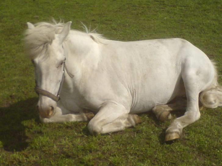 Knabstrupper Tulle - Hva´ laver hun nu? billede 3