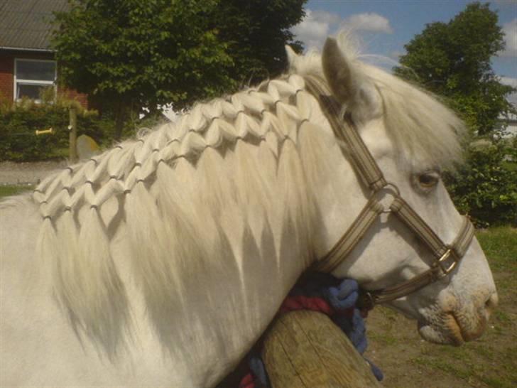 Knabstrupper Tulle - så nu er jeg blevet helt flot hva billede 4