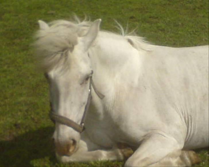 Knabstrupper Tulle - igen? billede 5