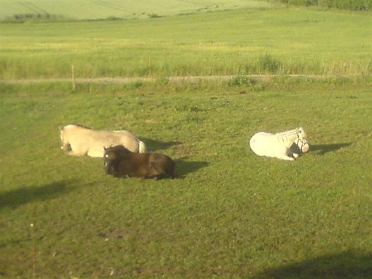 Knabstrupper Tulle - måske skulle jeg overveje at rejse mig op?? måske kunne jeg også bare blive liggende her billede 6